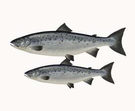 1945-1948 Kıbrıs’ta Yahudiler İsrail Devleti Nasıl Kuruldu